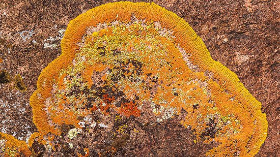 Statement 1: Micro rewilding with Lichen is a promising strategy to develop resilient cities