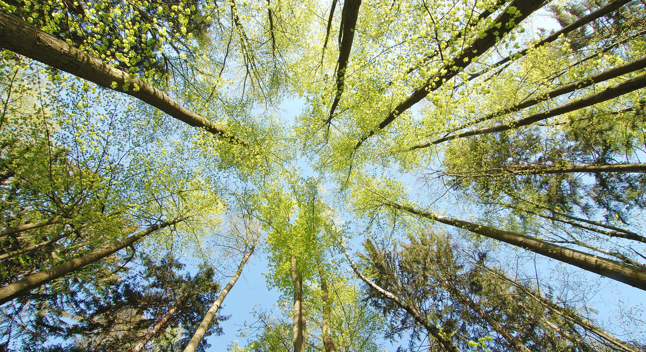 Statement 2: Trees can be the living archives of collective memories, offering people a place to root