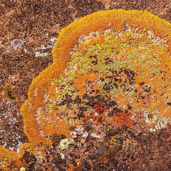 Ways of Seeing - Statement 1: Micro rewilding with Lichen is a promising strategy to develop resilient cities